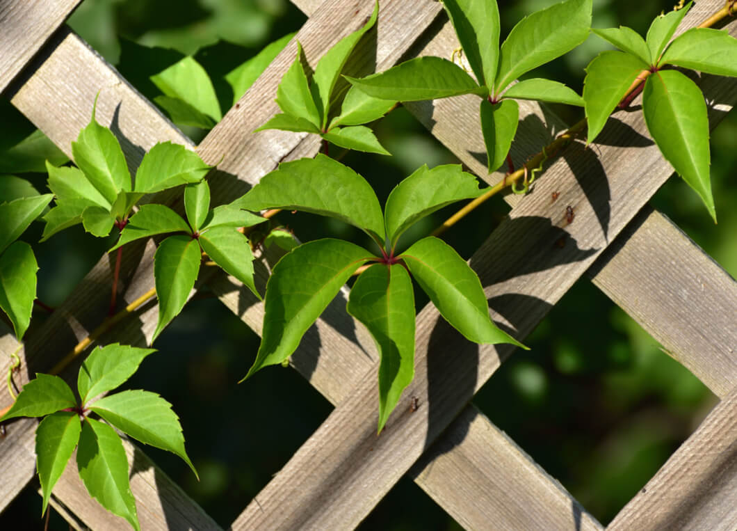 Lattice fence