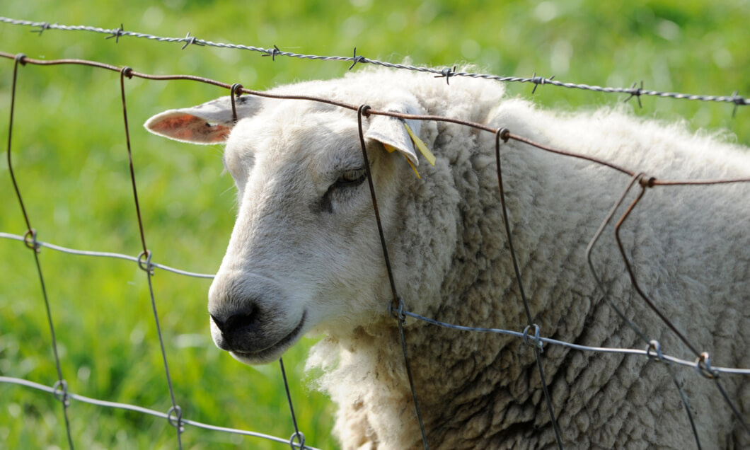 Wire fence keeping sheep safe