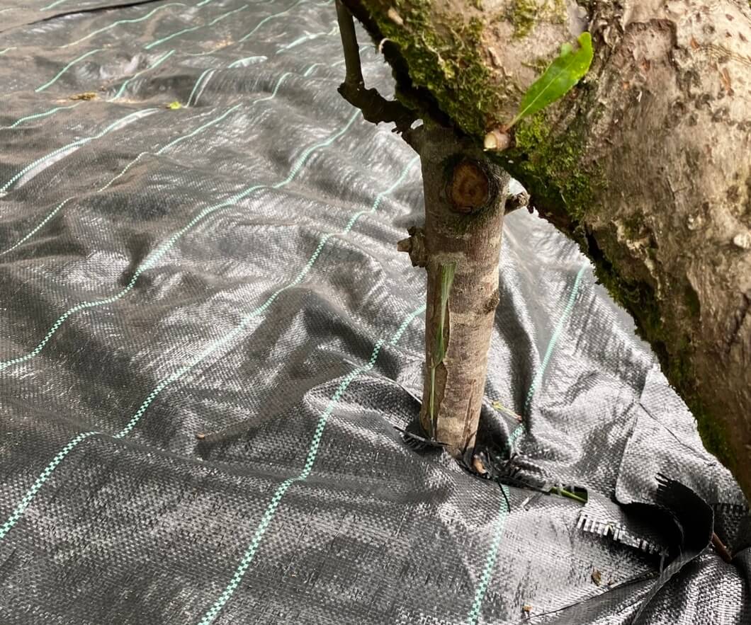 Weed Mat installation around tree