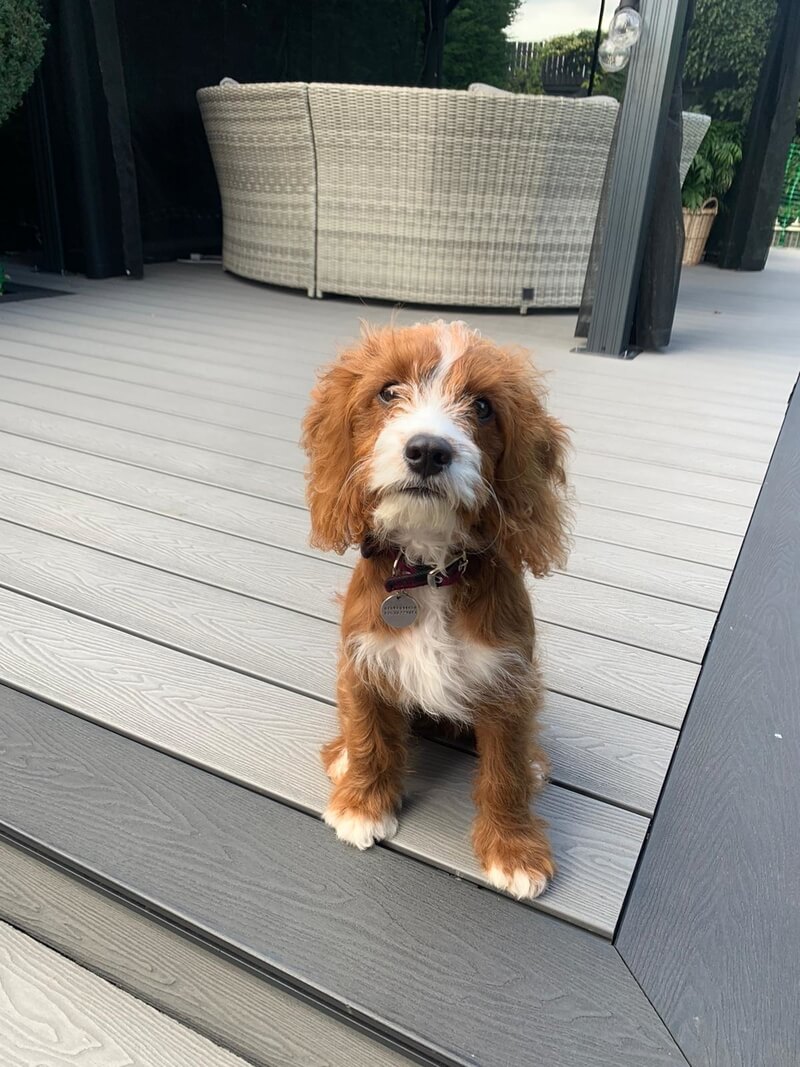 Cockapoo sat on Cladco Composite Woodgrain Light Grey Decking