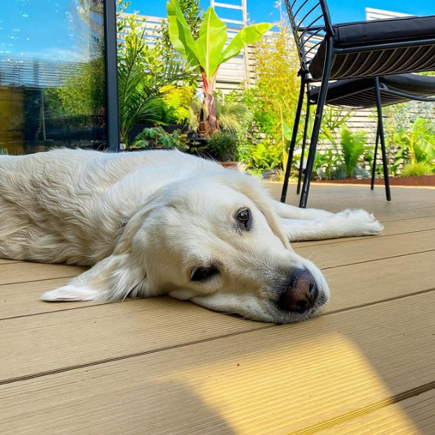 This good boy is enjoying a sunbathe on his new deck