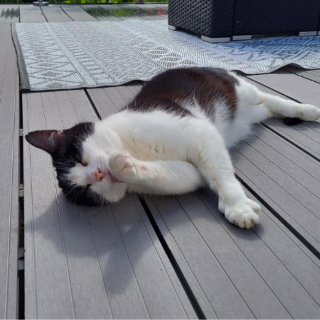 Not just safe for dogs, Cladco Composite Decking Boards are safe for all-paws, including cats
