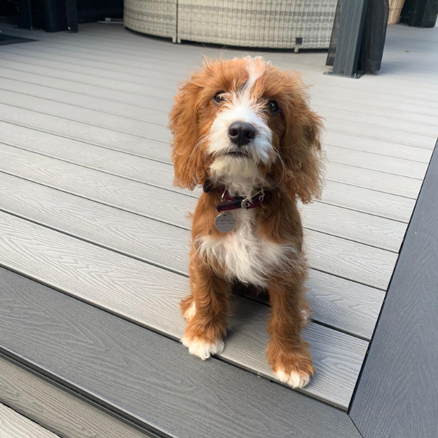 This sweet cockapoo pup is enjoying his owners Cladco Decking