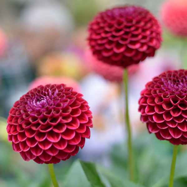 Dahlias are a great summer flowering plants to bring vibrancy to your garden
