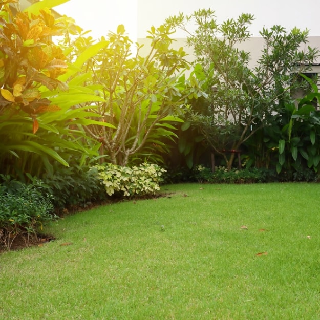 Trees bordering the grass of a garden.
