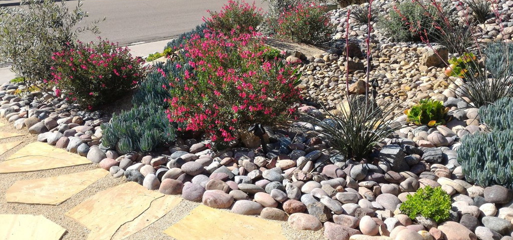 Rock garden with shrubs.