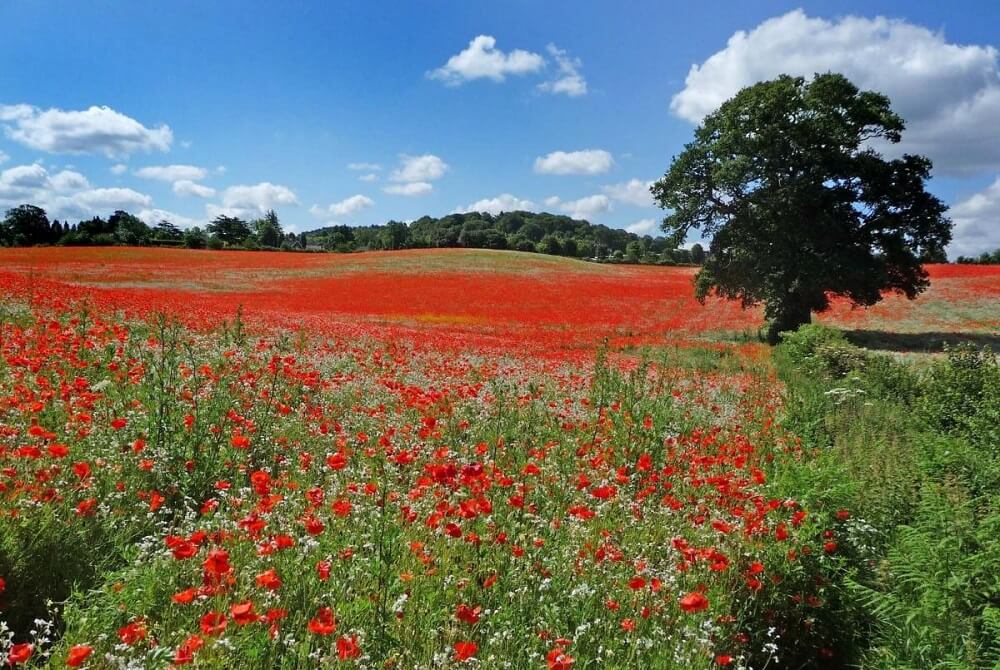 poppy-fields_1